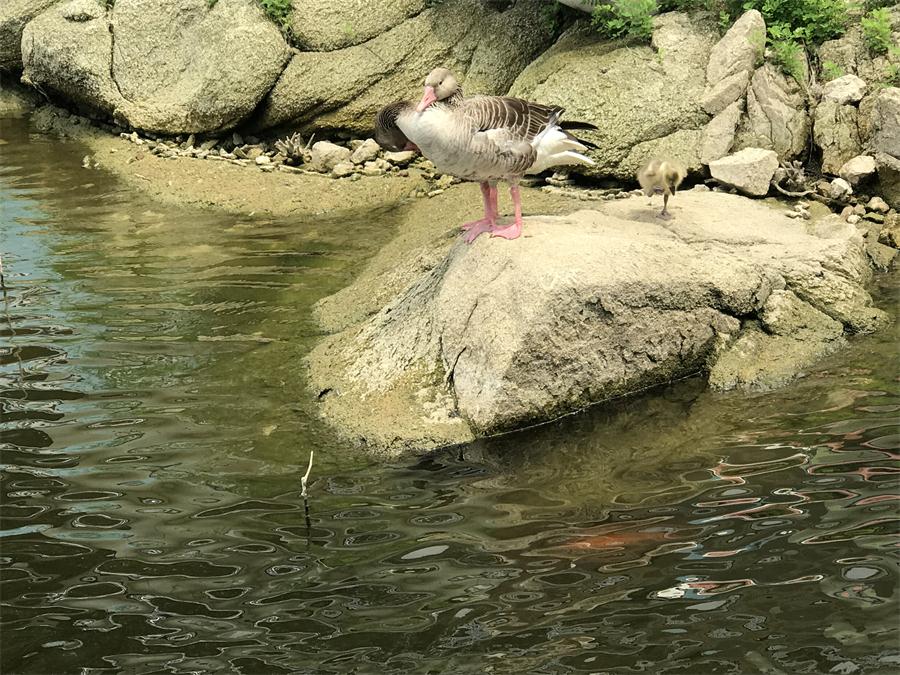 天鵝湖風(fēng)景區(qū)（泰山）速覽！(圖15)